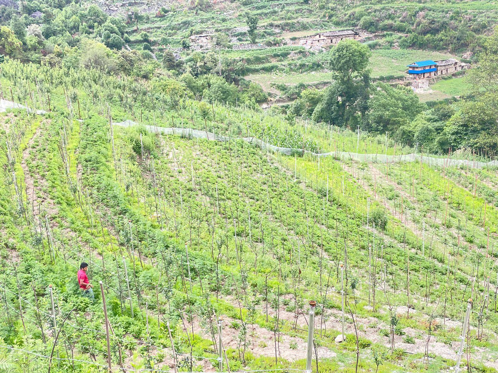 बालीबस्तु विशेष सघन कृषि क्षेत्र विकास कार्यक्रम अन्तर्गत हाइ डेन्सिटी स्याउँ खेती मैकोट रुकुम पूर्व